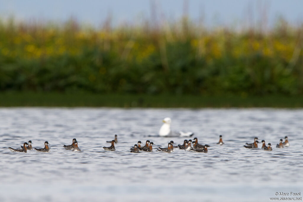 Red-necked Phalarope