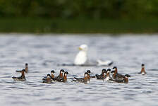 Phalarope à bec étroit