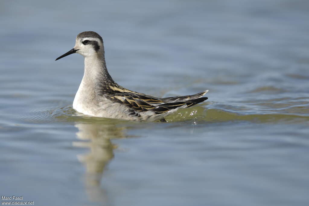 Phalarope à bec étroit1ère année, identification