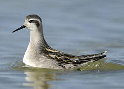 Red-necked Phalarope