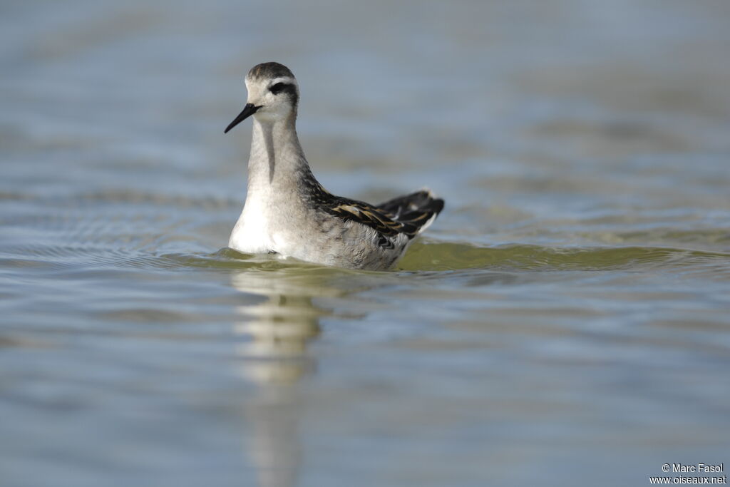 Phalarope à bec étroit1ère année, identification, Comportement