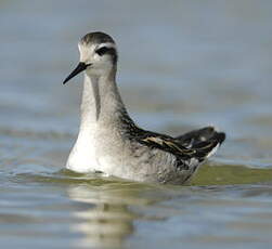 Phalarope à bec étroit