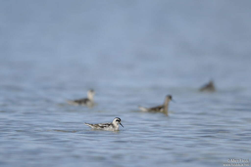 Red-necked PhalaropeFirst year, identification, feeding habits, Behaviour