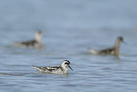 Phalarope à bec étroit