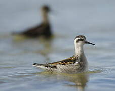 Red-necked Phalarope