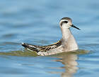 Phalarope à bec étroit