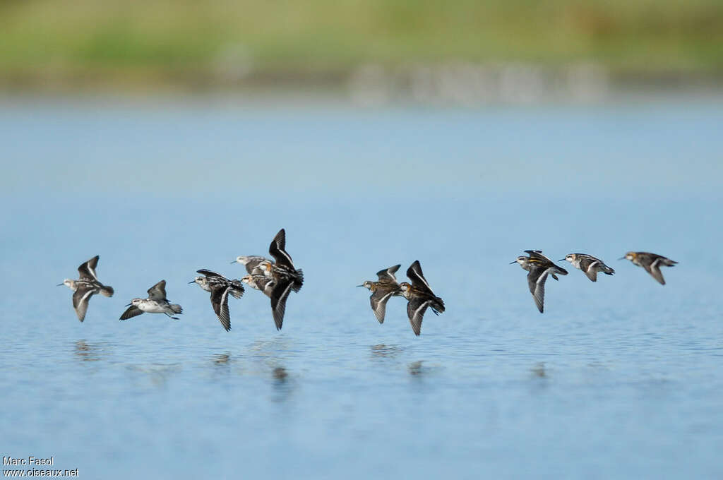 Red-necked Phalarope, Flight