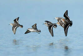 Phalarope à bec étroit