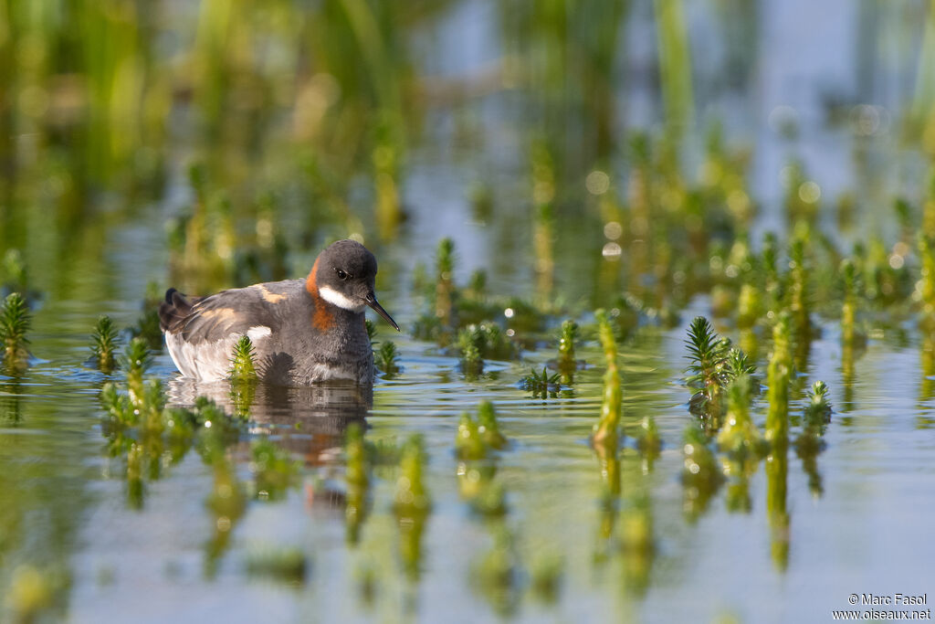 Phalarope à bec étroit femelle adulte nuptial, identification