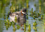 Phalarope à bec étroit