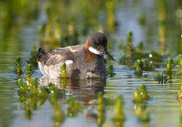 Red-necked Phalarope