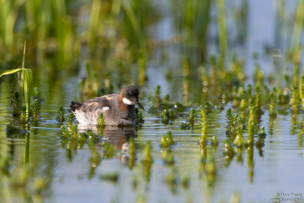 Phalarope à bec étroit femelle adulte nuptial, identification