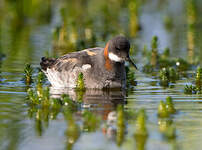 Phalarope à bec étroit