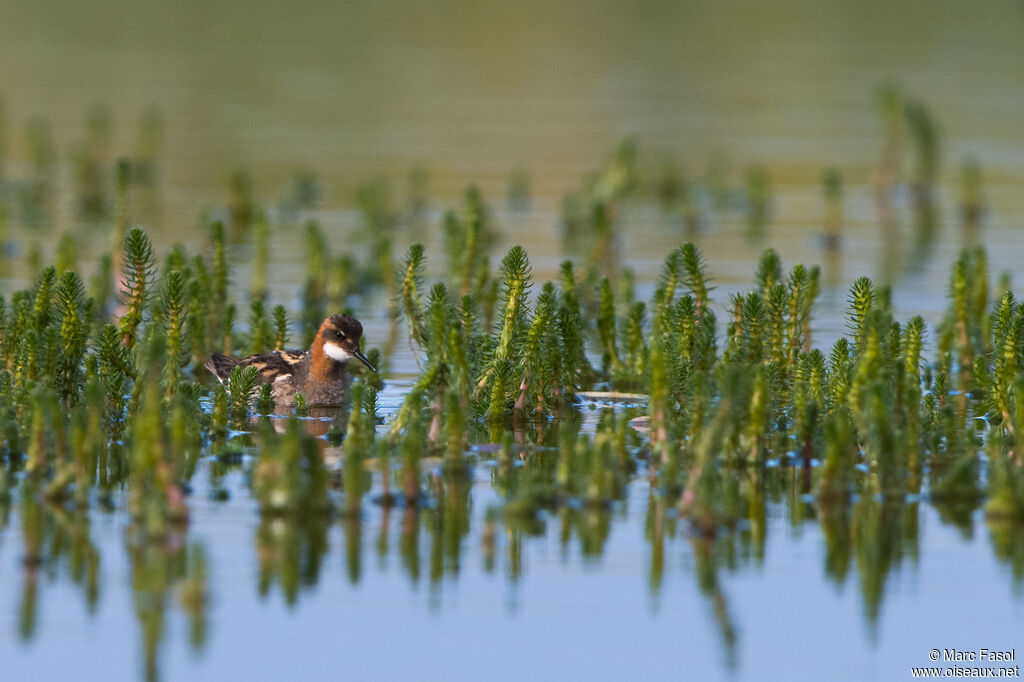 Red-necked Phalarope male adult breeding, habitat, swimming