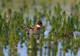 Phalarope à bec étroit