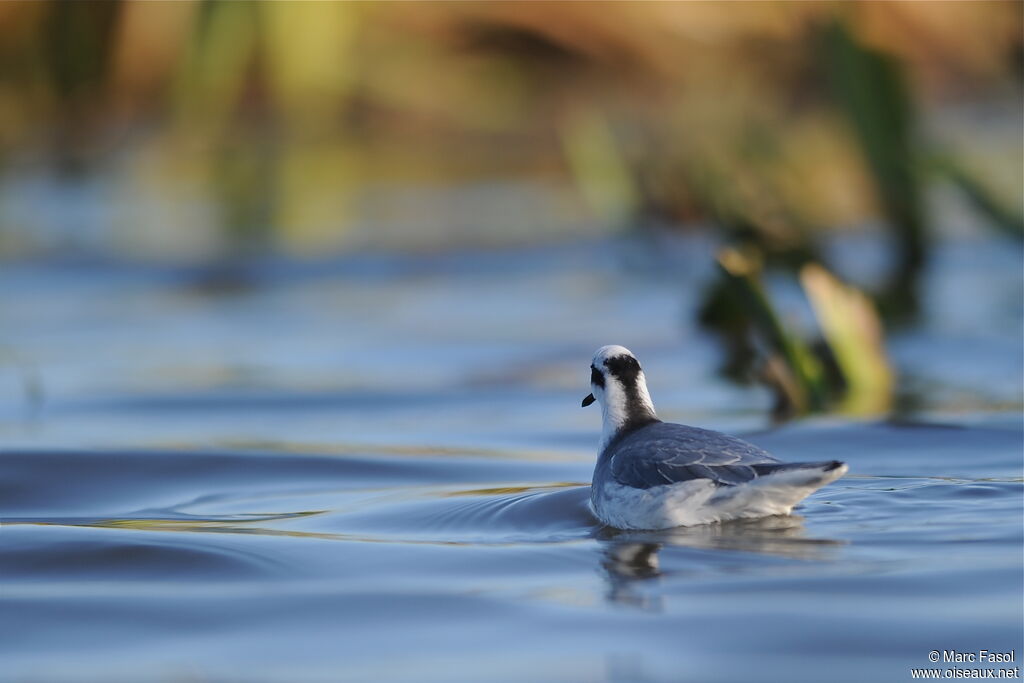 Phalarope à bec largeadulte internuptial, identification