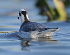 Red Phalarope