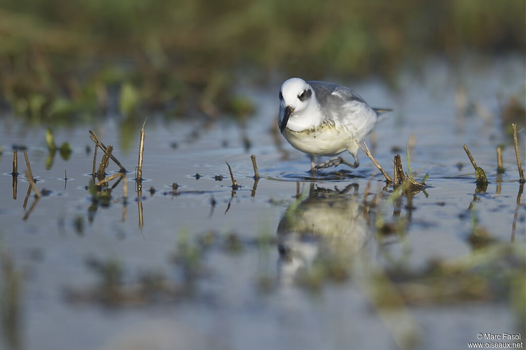 Phalarope à bec largeadulte internuptial, identification, Comportement