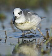 Red Phalarope