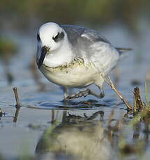 Phalarope à bec large