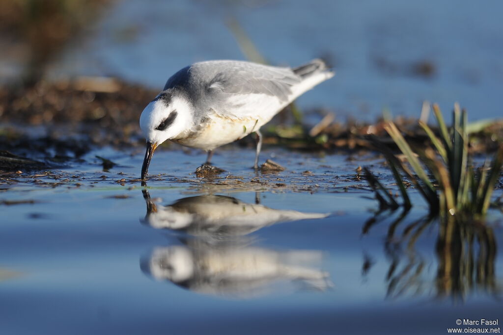 Phalarope à bec largeadulte internuptial, identification, régime