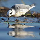 Phalarope à bec large