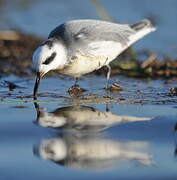 Red Phalarope