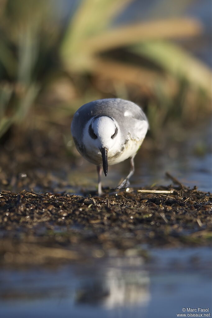 Red Phalaropeadult post breeding, identification, Behaviour