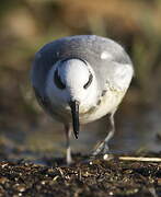 Red Phalarope