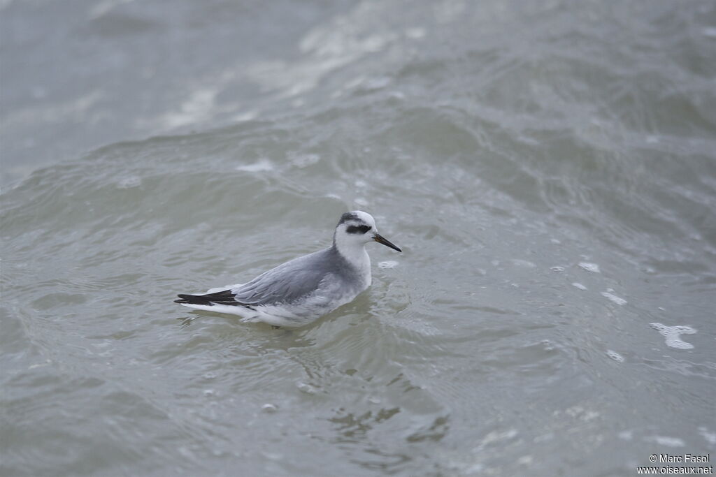 Phalarope à bec largeadulte, identification