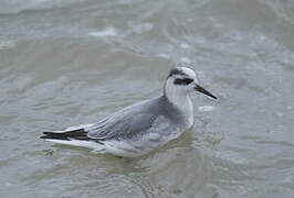 Phalarope à bec large