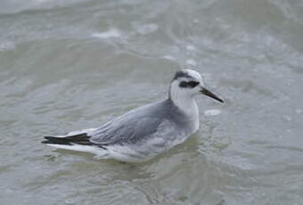 Phalarope à bec large