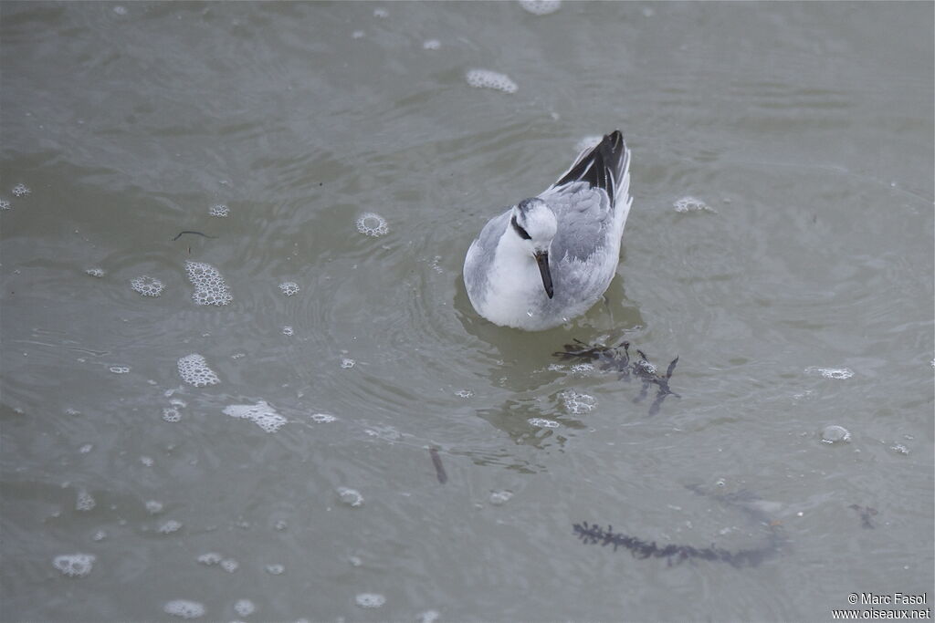 Phalarope à bec largeadulte internuptial, identification