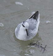 Red Phalarope