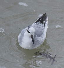 Phalarope à bec large