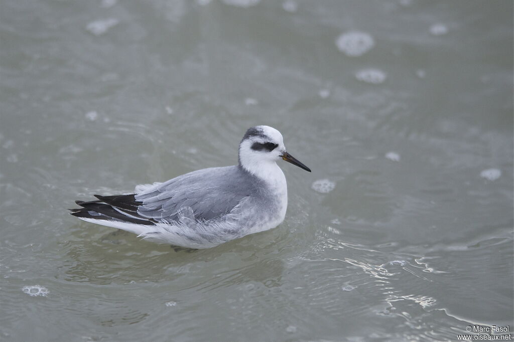 Phalarope à bec largeadulte, identification