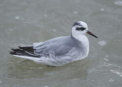 Red Phalarope