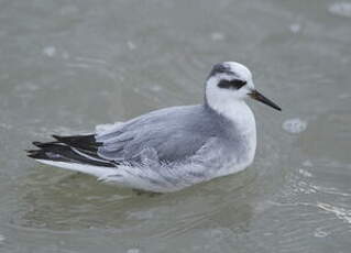 Phalarope à bec large