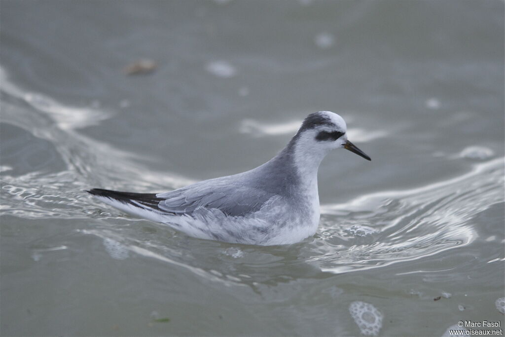 Phalarope à bec largeadulte, identification