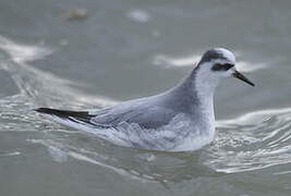 Phalarope à bec large