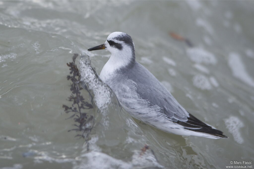 Phalarope à bec largeadulte internuptial, identification