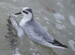 Red Phalarope