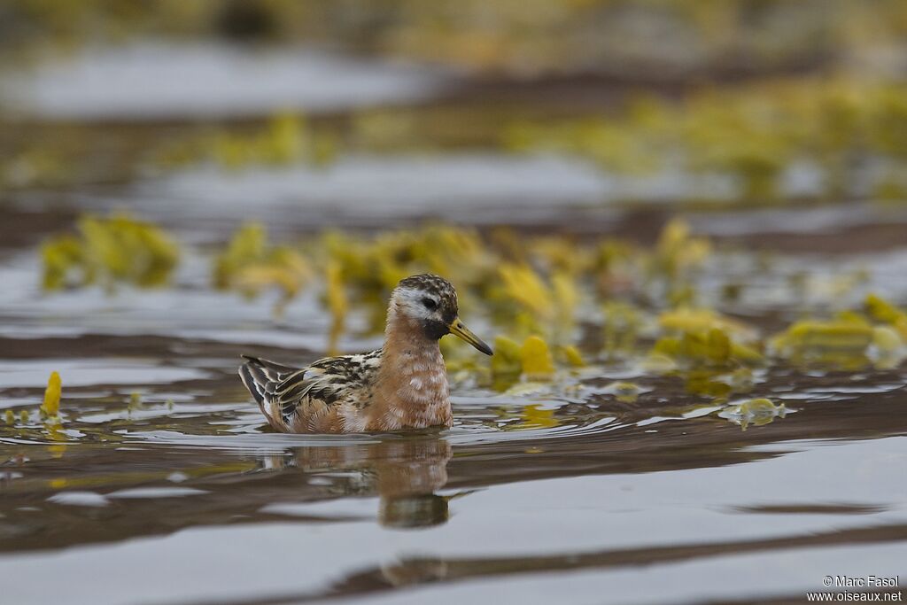 Red Phalarope male adult breeding, identification