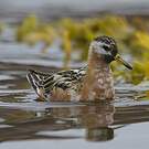Phalarope à bec large