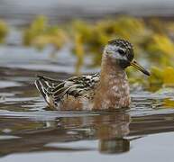 Red Phalarope