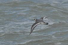 Phalarope à bec large