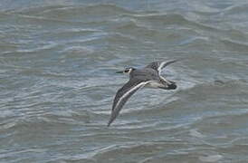 Phalarope à bec large