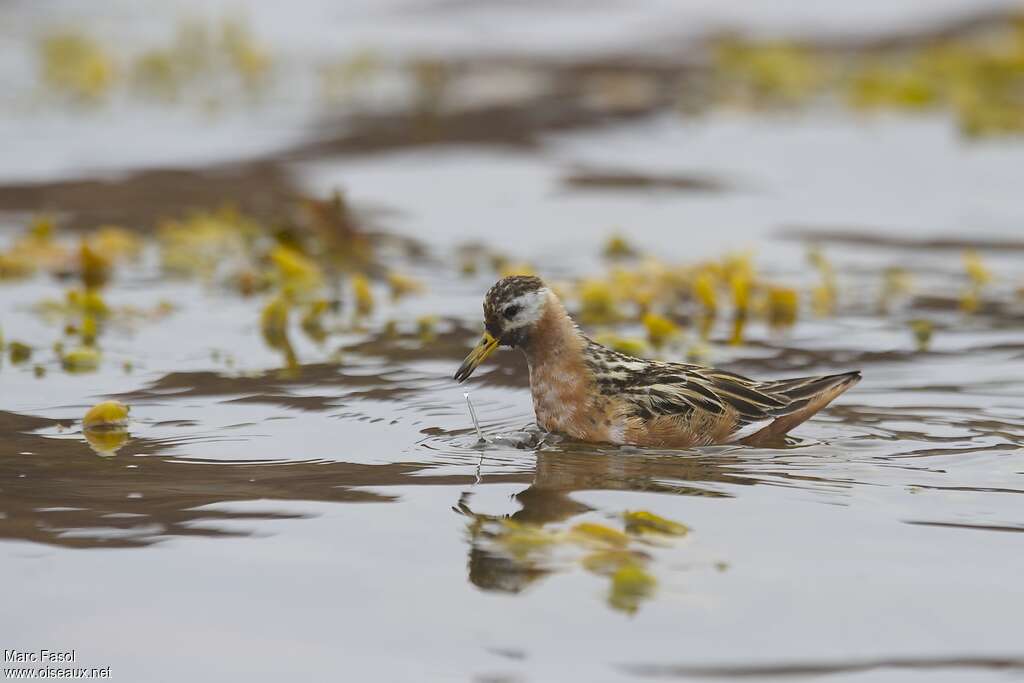 Red Phalarope male adult transition, identification, feeding habits, Behaviour