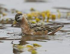 Red Phalarope