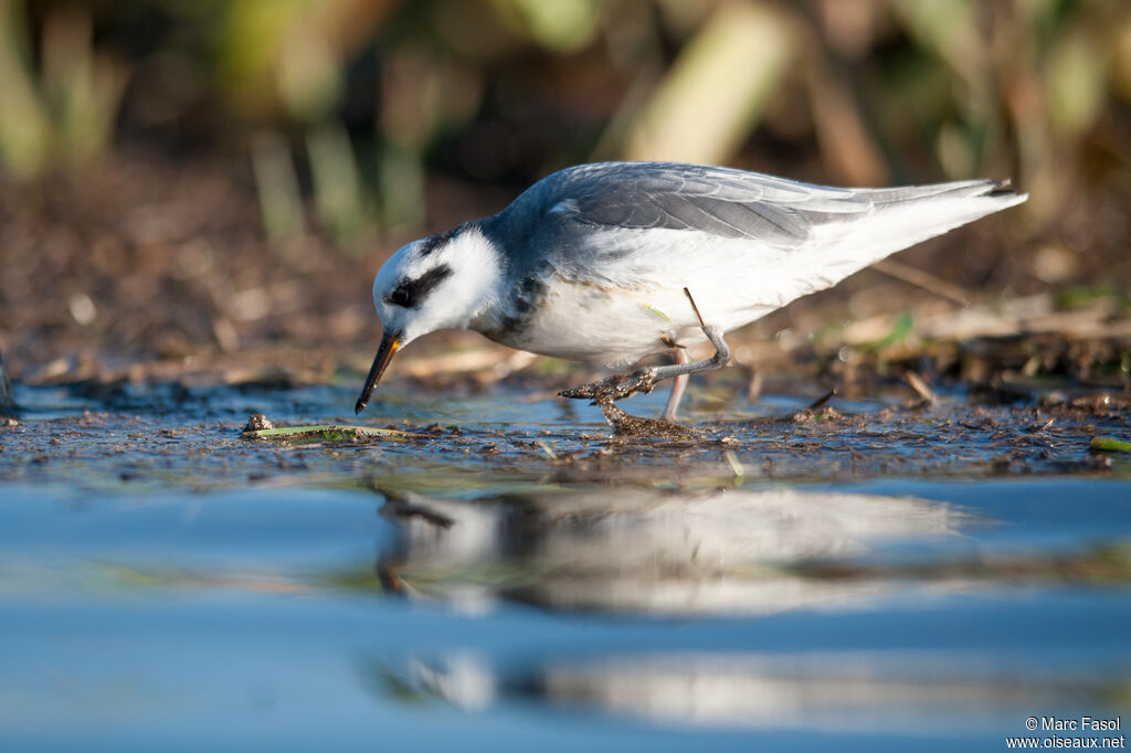 Phalarope à bec largeadulte internuptial, identification, régime, Comportement